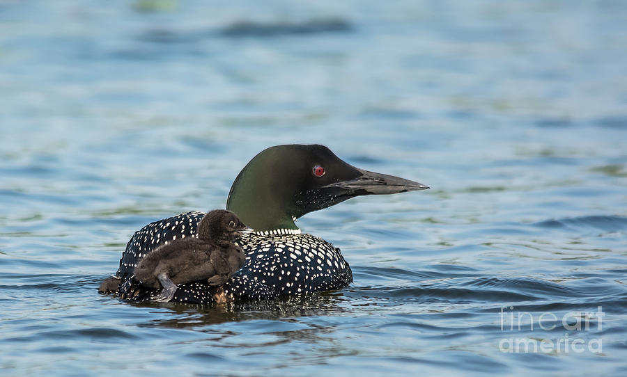 Loon Chick Hitching A Ride Photograph