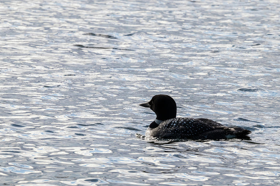Loon Dreams Photograph by Penny Meyers