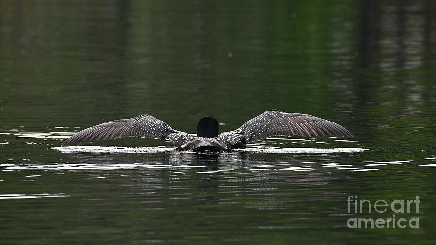 Loon Drying Her Wings Photograph by Steve Brown