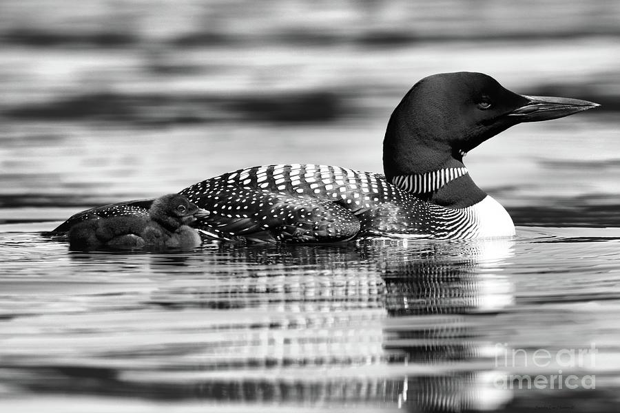 Loon Family in Black and White Photograph by Sandra Huston