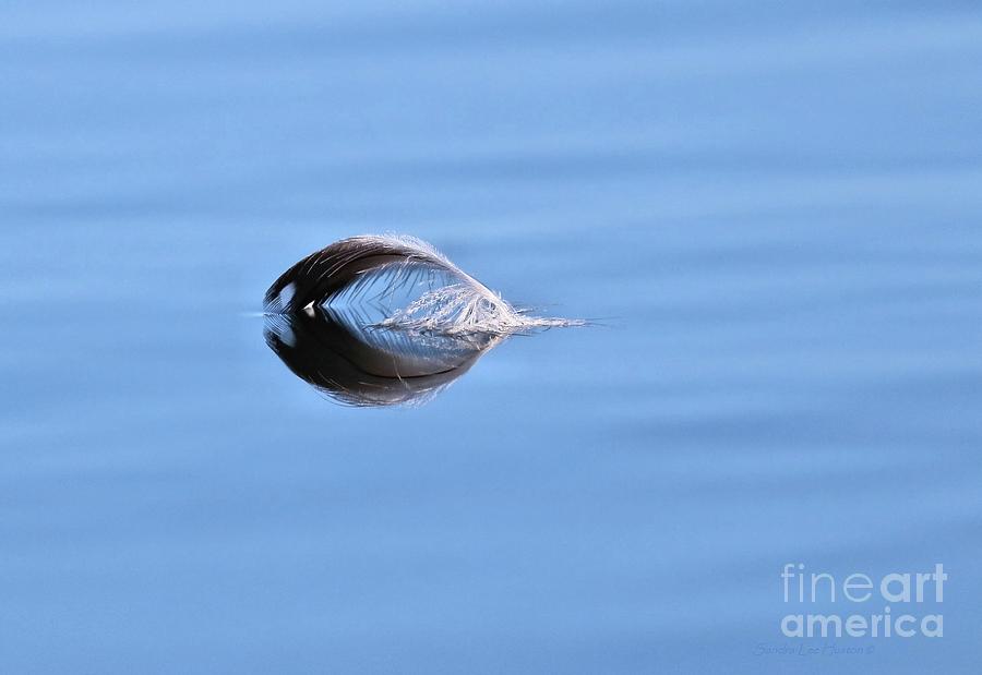 Loon Feather Reflected Photograph by Sandra Huston