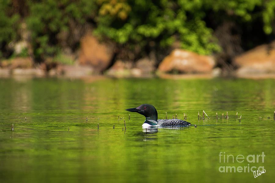 Loon III Photograph by Alana Ranney