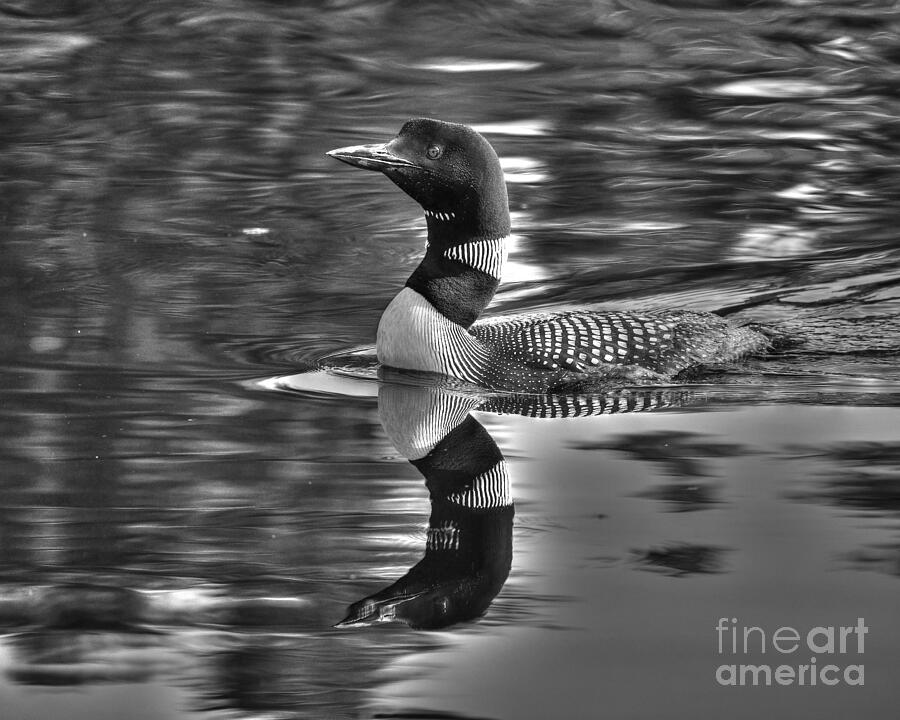 Loon in Monochrome Photograph by Steve Brown