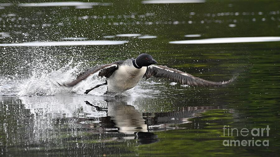 Loon Lifting Off Photograph by Steve Brown