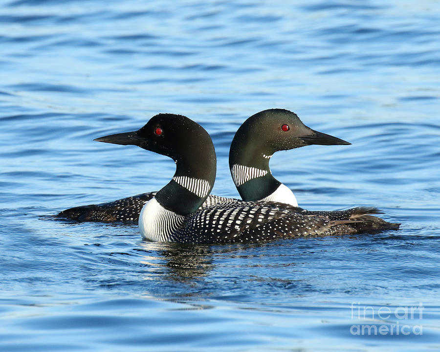 Loon love Photograph by Heather King