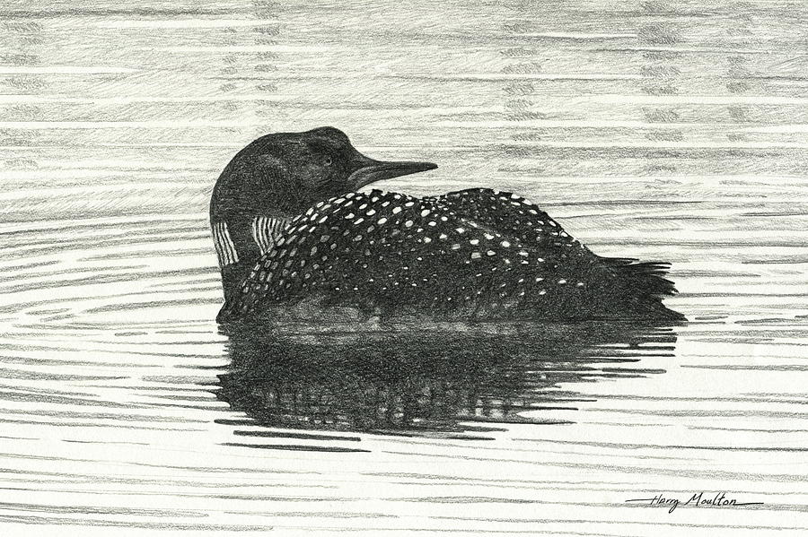 Loon on a pond Photograph by Harry Moulton