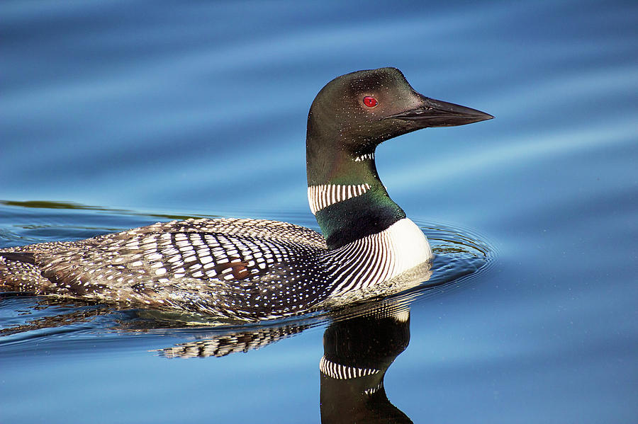 Wildlife Photograph - Loon on Morning Water - Common Loon - Gavia Immer by Spencer Bush