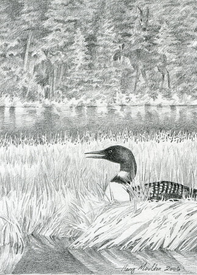 Loon on Nest Photograph by Harry Moulton
