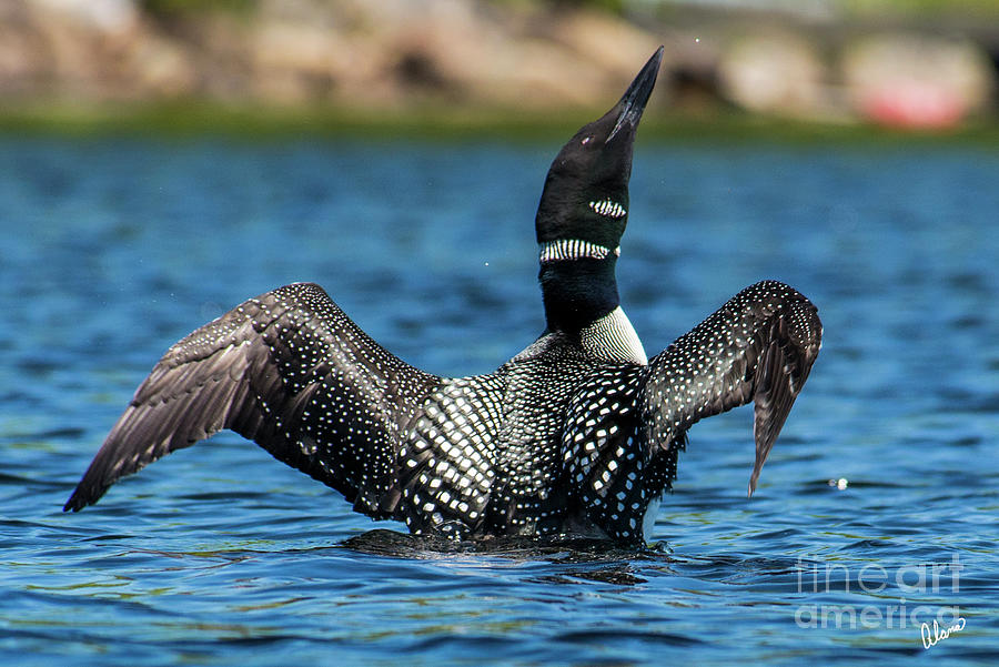 Loon Open Wings Photograph by Alana Ranney