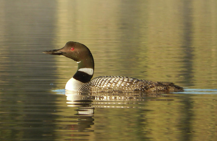 Loon Photograph - Loon by Phil And Karen Rispin