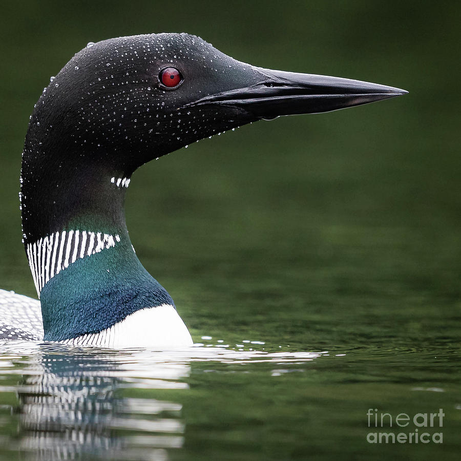 Loon  Photograph by Rudy Viereckl