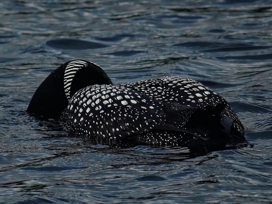 Loon Searching For Food Photograph