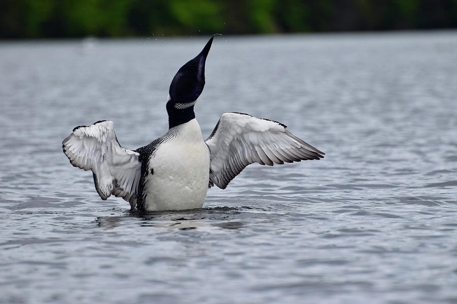 Loon Shaking Off Photograph by Amber Foote Loon Shaking Off Photograph by Amber Foote