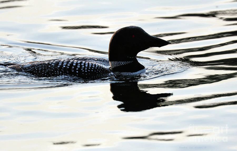 Loon Swimming In Calm Waters Photograph by Sandra Huston
