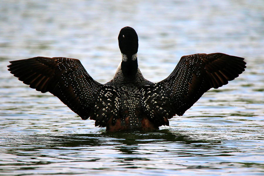 Loon Wave Photograph by Arvin Miner