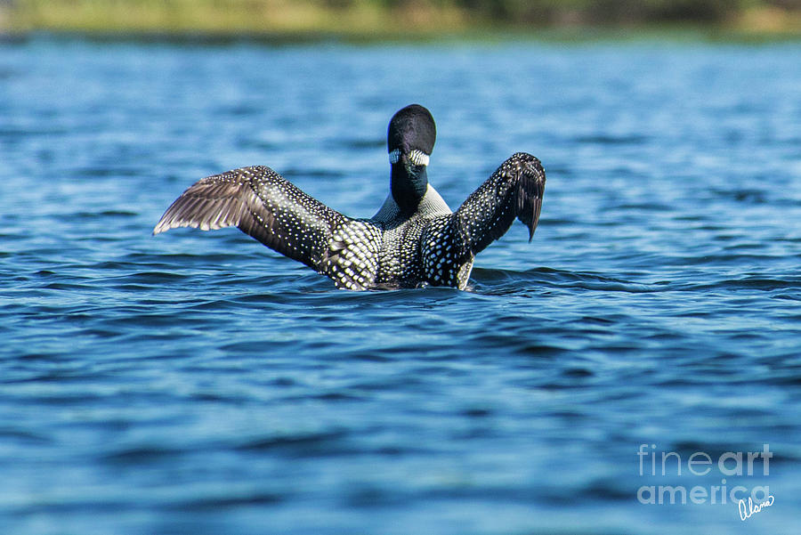 Loon Wings Photograph
