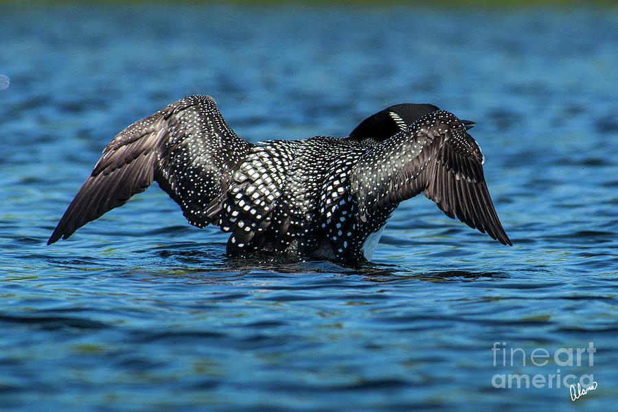 Loon Wings II Photograph by Alana Ranney