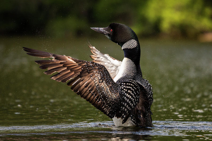 Loon With Wings Spread Photograph