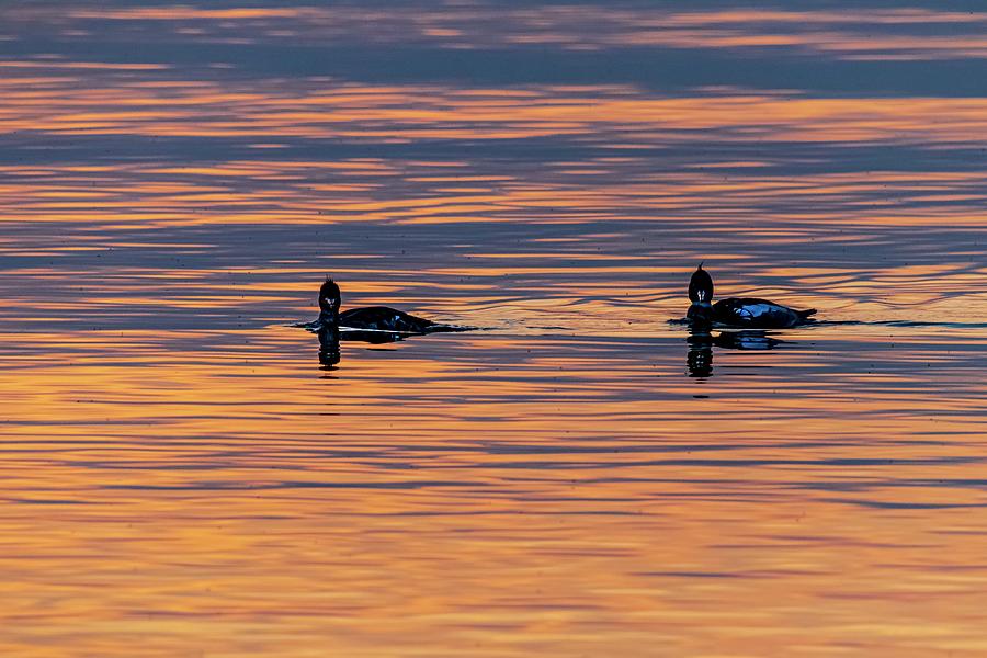 Loons of the Lake Photograph by Terri Hart-Ellis