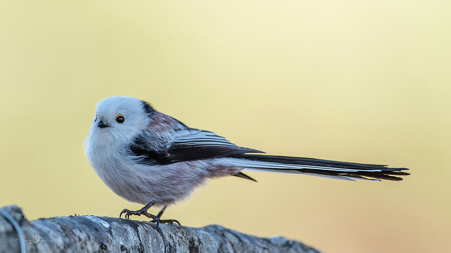 Looong Tailed Tit Photograph by Torbjorn Swenelius Looong Tailed Tit Photograph by Torbjorn Swenelius