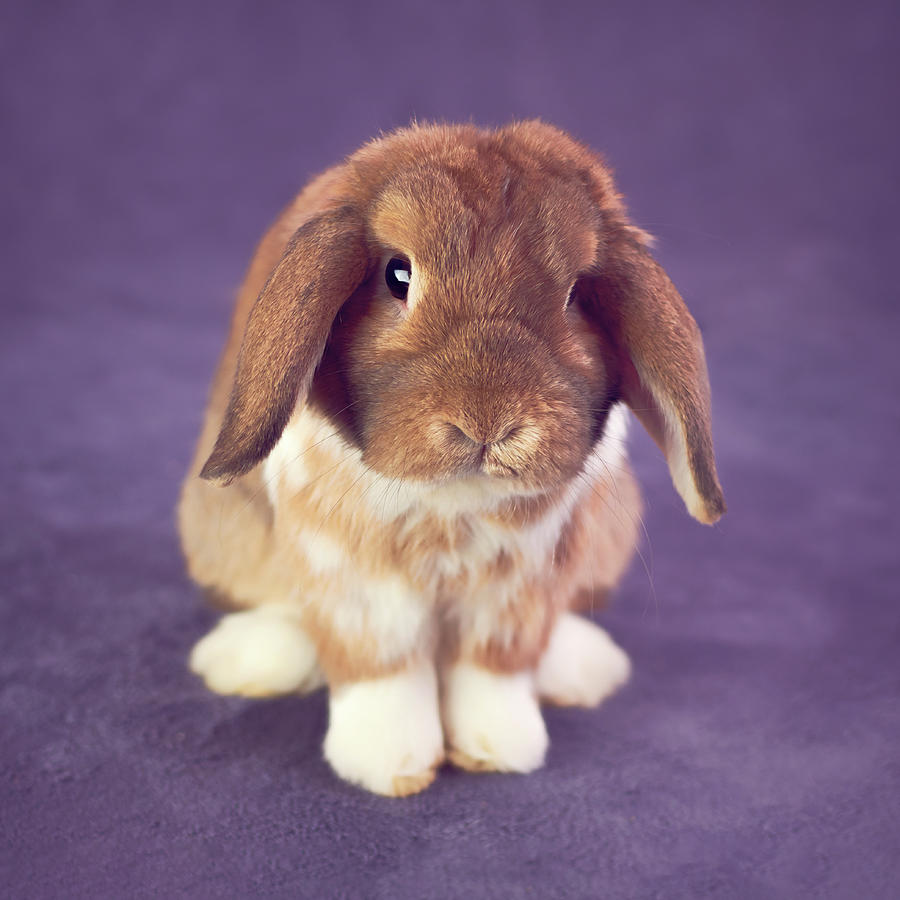 lop eared bunny