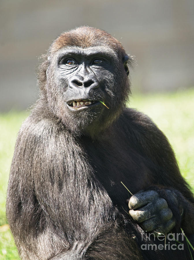 Gorilla Lope's Grin Throw Pillow for Sale by rawshutterbug