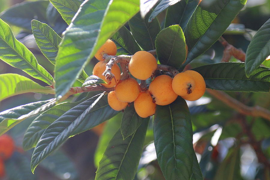 Loquats 7 Photograph by Cathy Lindsey - Fine Art America