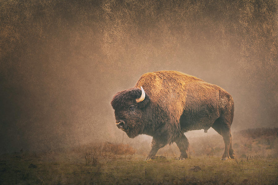 Lord Buffalo Photograph by Ron McGinnis