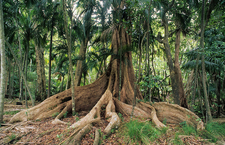 Lord Howe Island, Rainforest At The Base Of Mt. Lidgbird, Australian ...