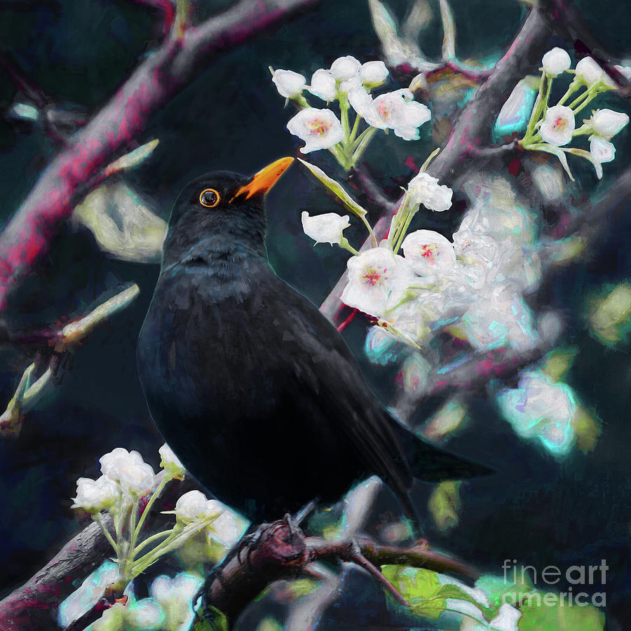 Blackbird Mixed Media - Lord of the Summer Song by Helen White