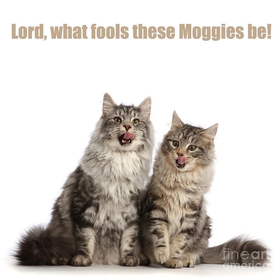 Lord, what fools these Moggies be Photograph by Warren Photographic