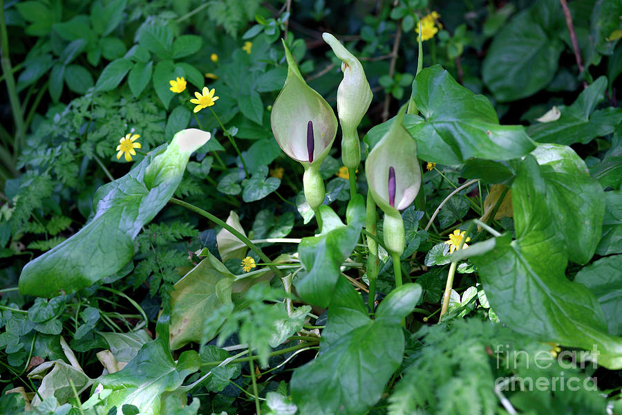 Spring Photograph - Lords And Ladies (arum Maculatum) by Dr Keith Wheeler/science Photo Library