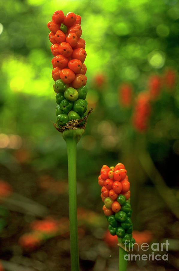 Lords And Ladies. (arum Maculatum) Photograph by Steve Taylor/science ...