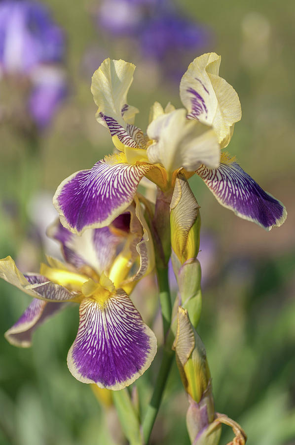 Loreley 1. The Beauty Of Irises Photograph by Jenny Rainbow