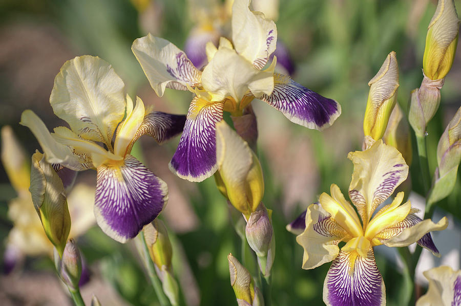 Loreley. The Beauty Of Irises Photograph by Jenny Rainbow