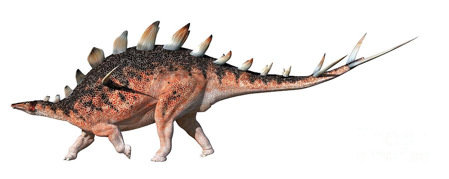 Loricatosaurus Photograph by Carlton Publishing Group/science Photo Library