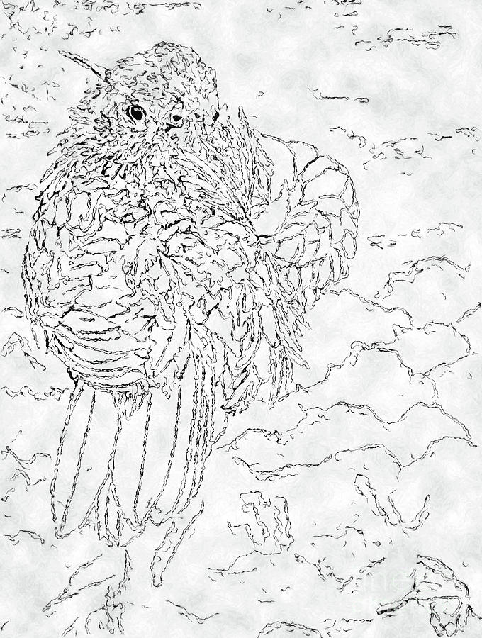 Bird Mixed Media - Lorikeet In Preen, Sketch by Banyan Ranch Studios Bird Mixed Media - Lorikeet In Preen, Sketch by Banyan Ranch Studios