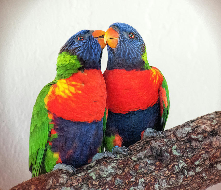 Lorikeet Lovebirds Photograph by Phyllis Taylor