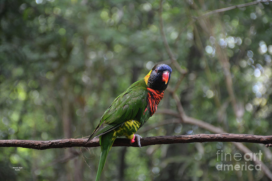 Lorikeet on a Branch by Wanda-Lynn Searles Lorikeet on a Branch by Wanda-Lynn Searles