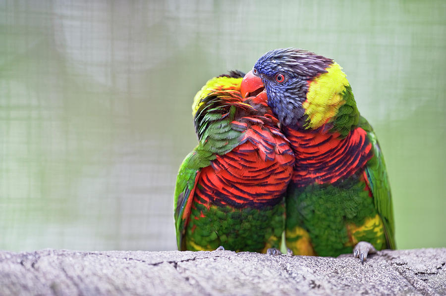 Lorikeets Kissing Photograph by Ming Thein / Mingthein.com