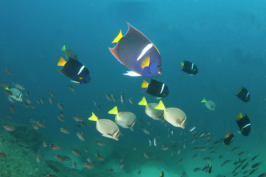 Los Cabos Reefs Photograph by Luis Javier Sandoval Los Cabos Reefs Photograph by Luis Javier Sandoval