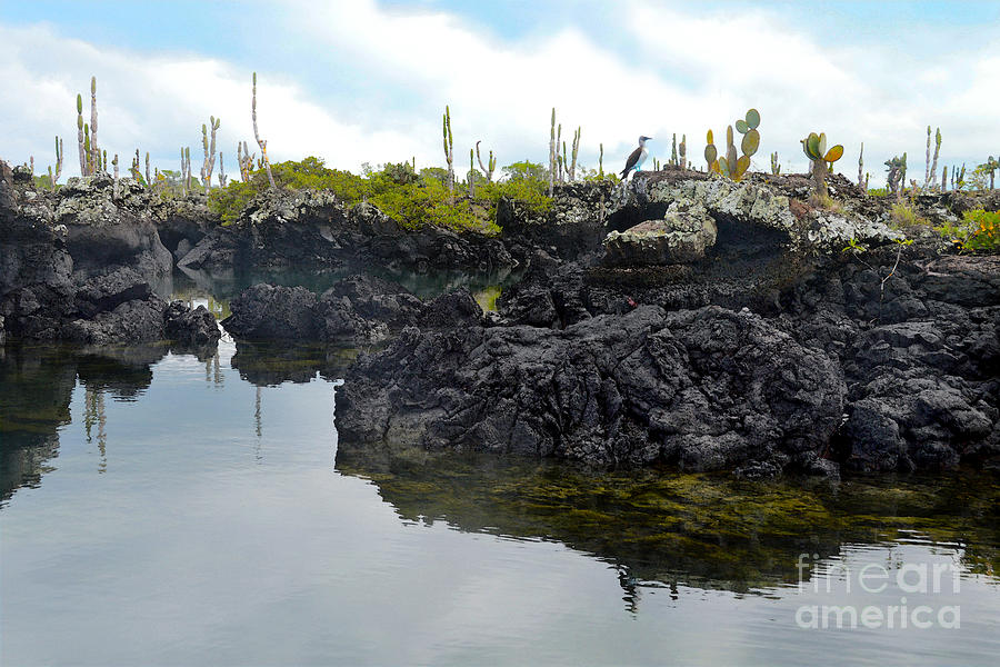 Los Tuneles in the Galapagos Islands Photograph by Catherine Sherman