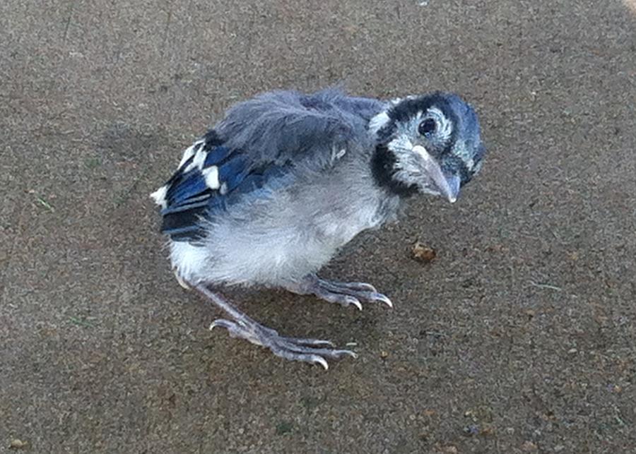 Lost Baby Blue Bird Photograph By Cindy Croal