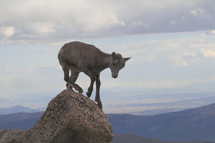 Lost Baby Mountain Goat Oreamnos Photograph by John Kieffer