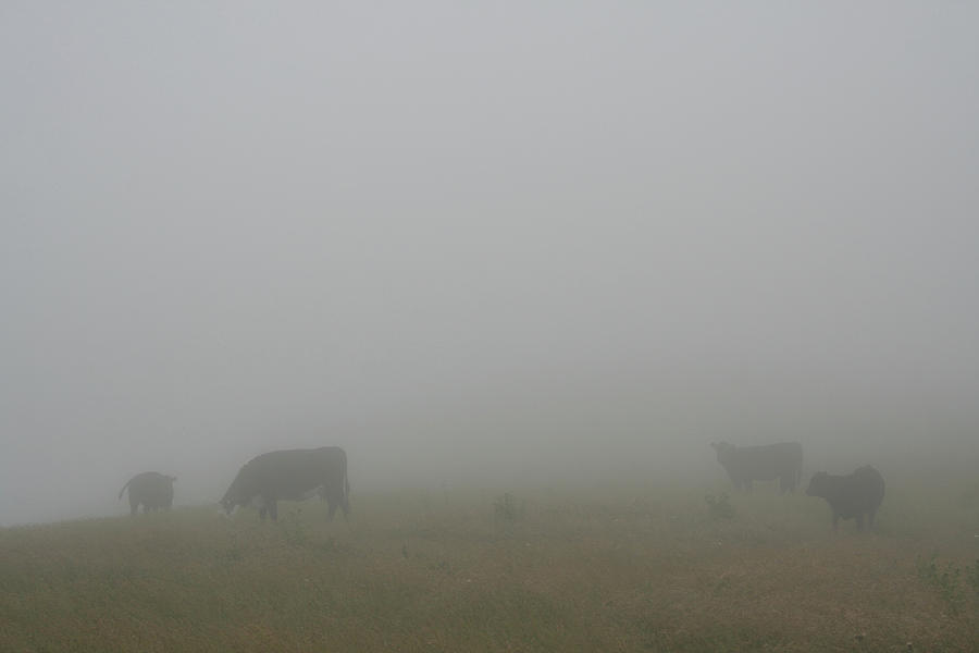 Lost Bovine Photograph by Dylan Punke