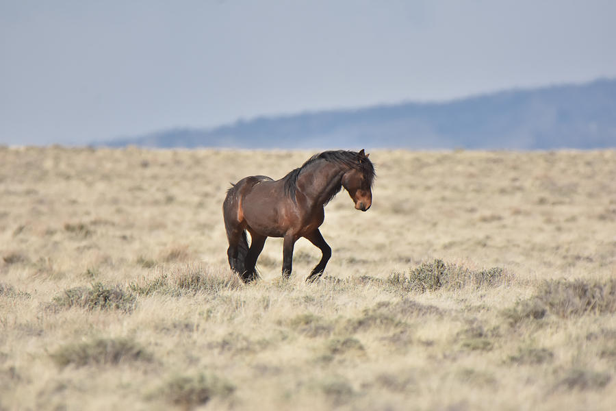 Lost Creek Stallion Photograph by Mariah Sharee - Fine Art America