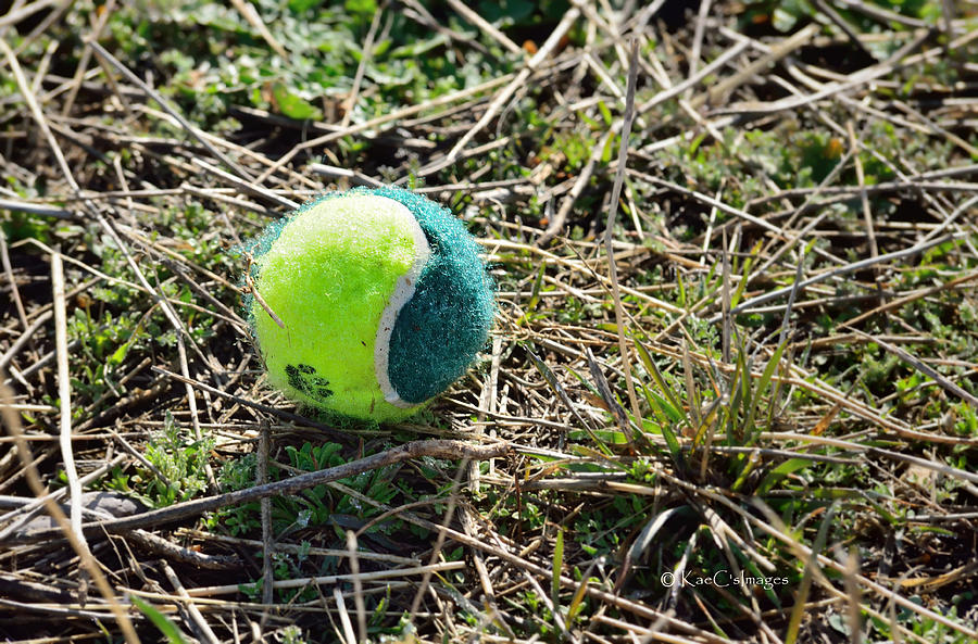 Lost Doggie Toy by Kae Cheatham Lost Doggie Toy by Kae Cheatham