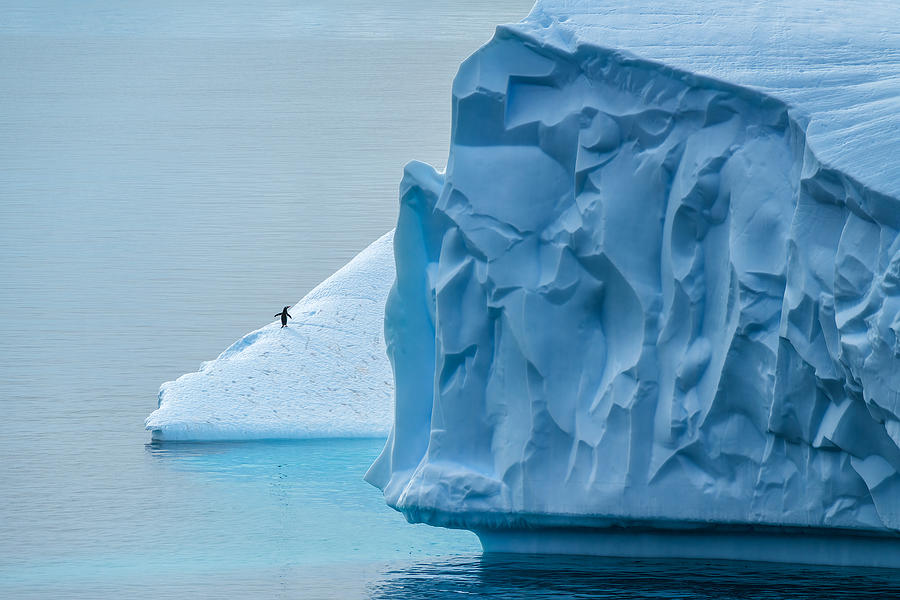 Lost In Antarctica Photograph by Mei Xu