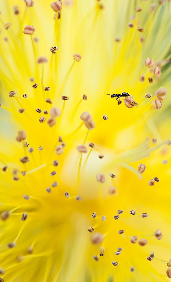 Ant Photograph - Lost In Stamens by Art Lionse