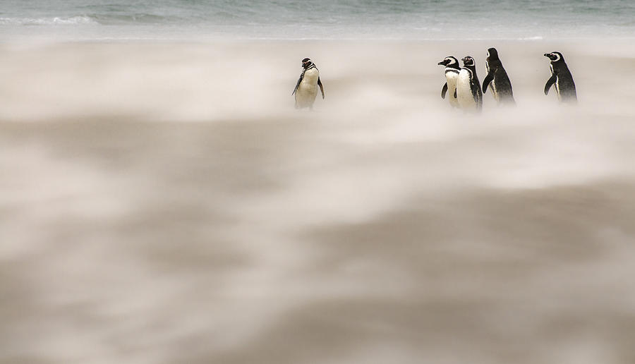 Wild Photograph - Lost In The Clouds by Sergey Kokinskiy Wild Photograph - Lost In The Clouds by Sergey Kokinskiy
